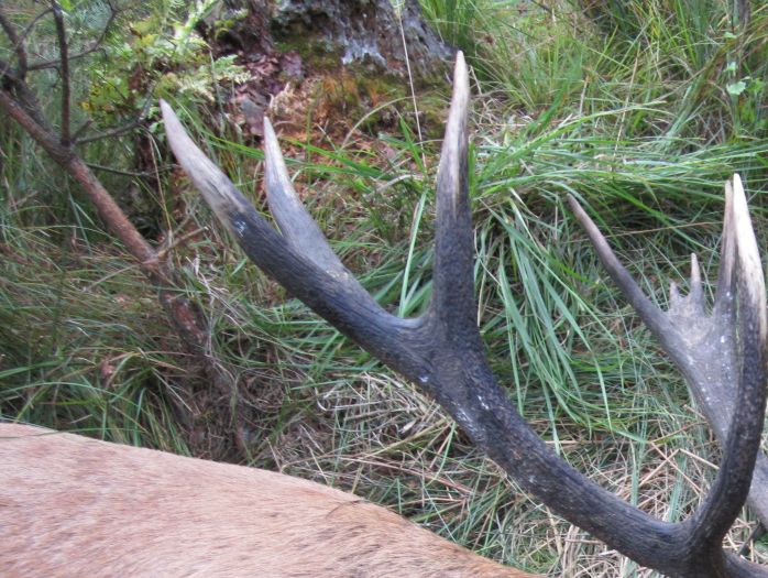 En flot 8 kg hjort - som er nedlagt af en kunde.